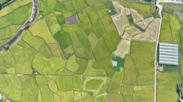 18.3萬畝晚稻豐收 湖南新邵示範田測産創新高