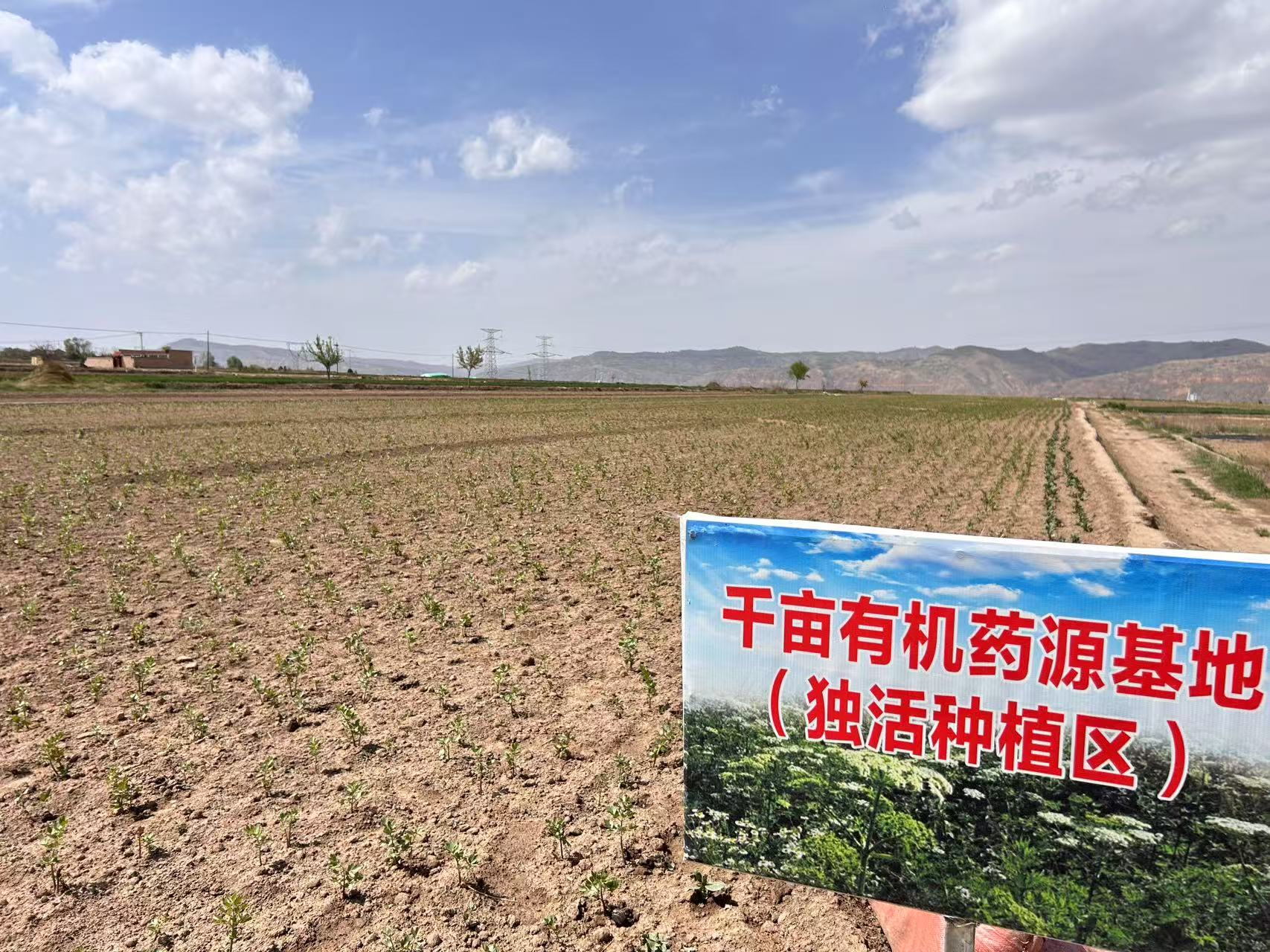 渭河之畔“菜籃子”蝶變記 ——定西市渭源縣路園鎮以全鏈升級繪就高原夏菜富民圖景_fororder_黨組織引領下建設的藥材基地