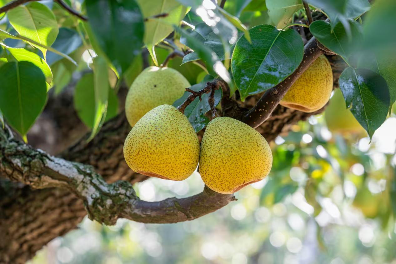 Фестиваль сбора урожая «Подарковых груш» и конкурс на звание «Короля груш» стартовали в городе Лайян в 2025 году_fororder_圖片6