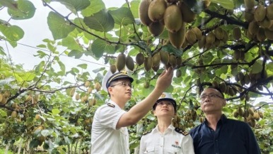 湘西獼猴桃暑期熱銷海外