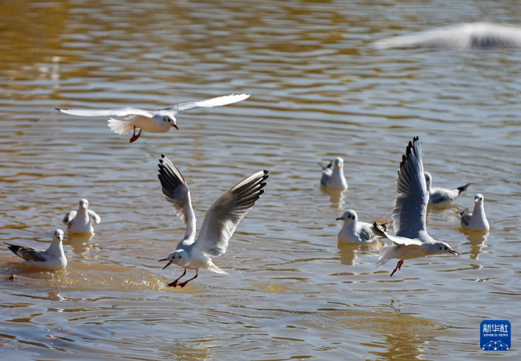 秋日烏海 人鷗同樂_fororder_20251101795fe1fe5c27464893f63c839e055b43_20251101a6b2391095e448d0a62d17fda064ac61