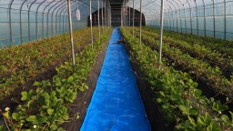 天水市武山縣山丹鎮：産業棚裏好“豐”景