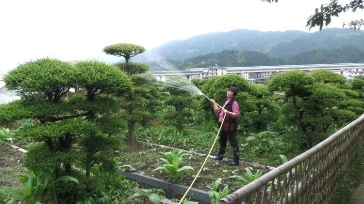 湖南洞口縣盤活“方寸閒地” 扮靚“美麗庭院”_fororder_圖片2