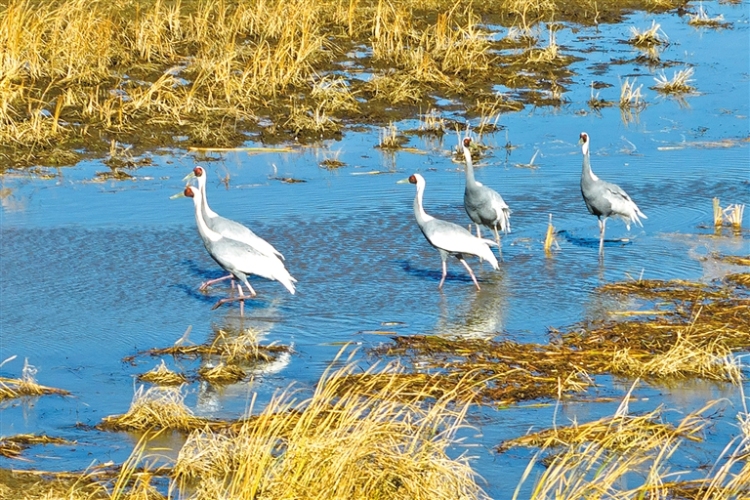 興安盟：三萬候鳥雲集科爾沁_fororder_興安1