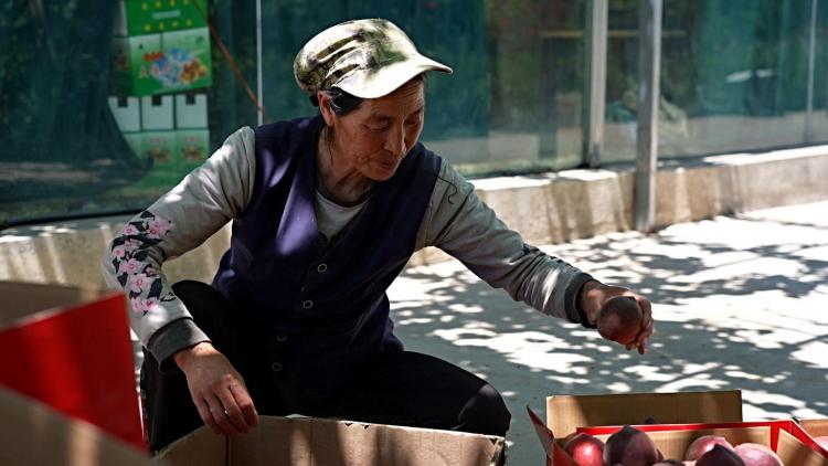 甜蜜豐收時！永靖峴垣鎮蜜桃搶“鮮”上市