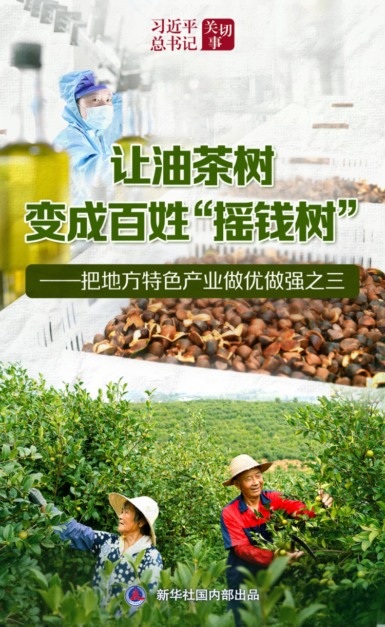 習近平總書記關切事｜讓油茶樹變成百姓“搖錢樹”——把地方特色産業做優做強之三_fororder_1