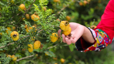 Guizhou Cili Juice Named to China’s First Key Cultivation List for Traditional and Regional Specialty Foods