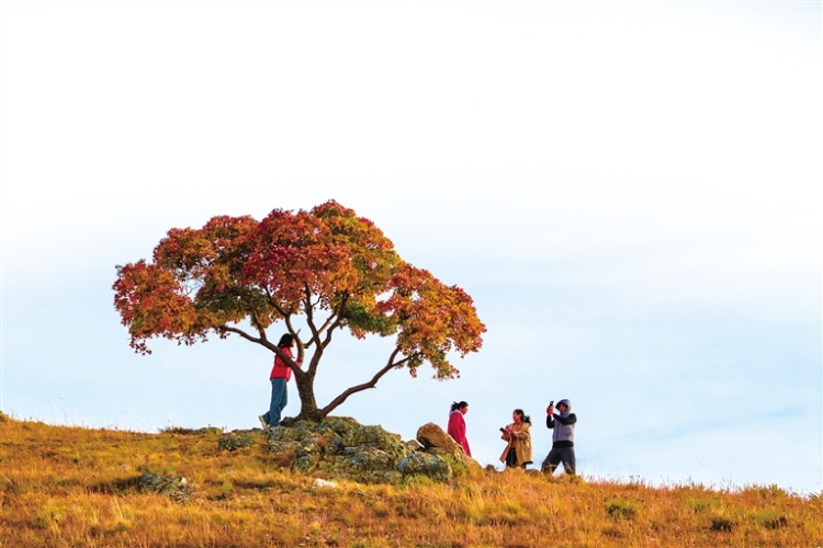 走!楓葉正紅,踏秋去!_fororder_7