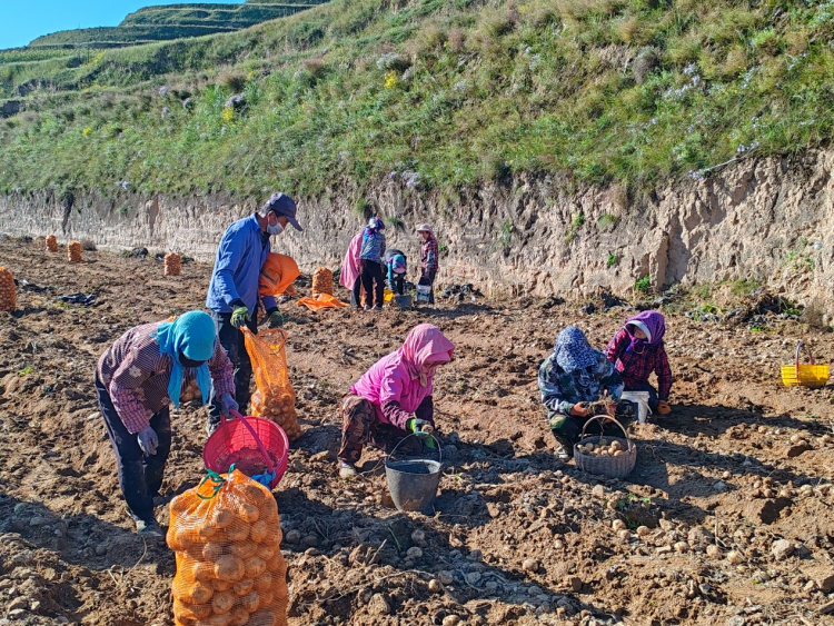 甘肅定西馬鈴薯進入采收季_fororder_圖片4