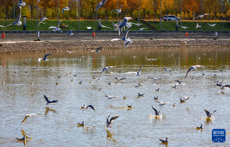 秋日烏海 人鷗同樂_fororder_20251101795fe1fe5c27464893f63c839e055b43_20251101f2a9d7d48751435d8f83ed14850112d7