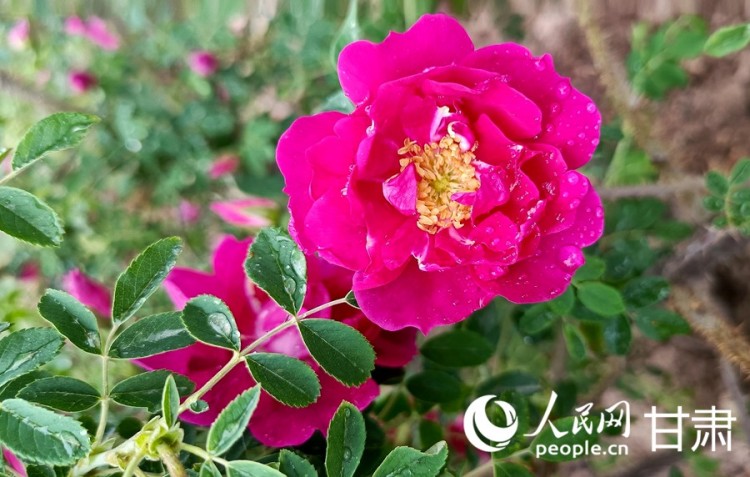 【甘快看】全力打造“玫瑰之都” 蘭州規劃苦水玫瑰産業發展新藍圖