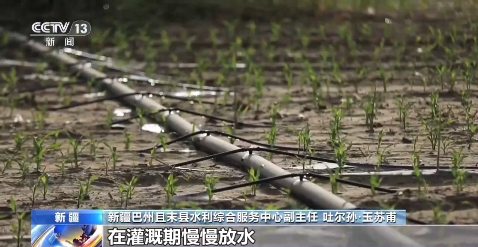 砥礪奮進七十載 天山南北譜華章丨沙漠上的“浪漫”産業 托起新疆菜籃果盤