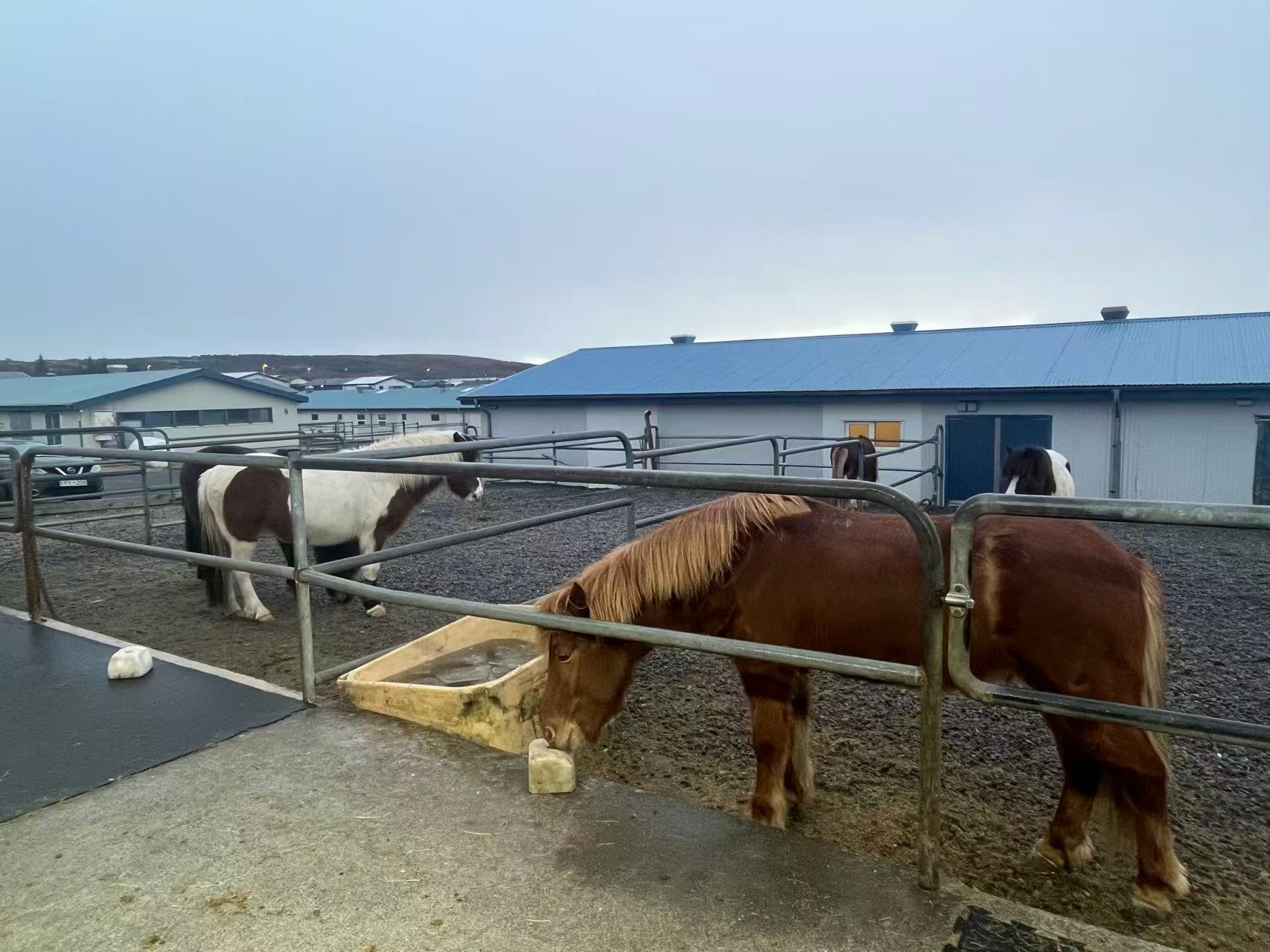 尋馬記 | 外表很萌 血統純正 揭開冰島馬的神秘面紗