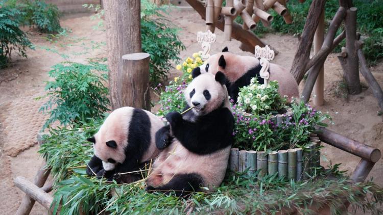 特稿丨推動戰略合作夥伴關係不斷向前發展——韓國各界對習近平主席國事訪問充滿熱切期待