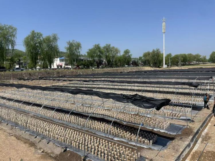 天水清水：白沙鎮“五項舉措” 打造食用菌産業龍頭鄉鎮_fororder_木耳産業園