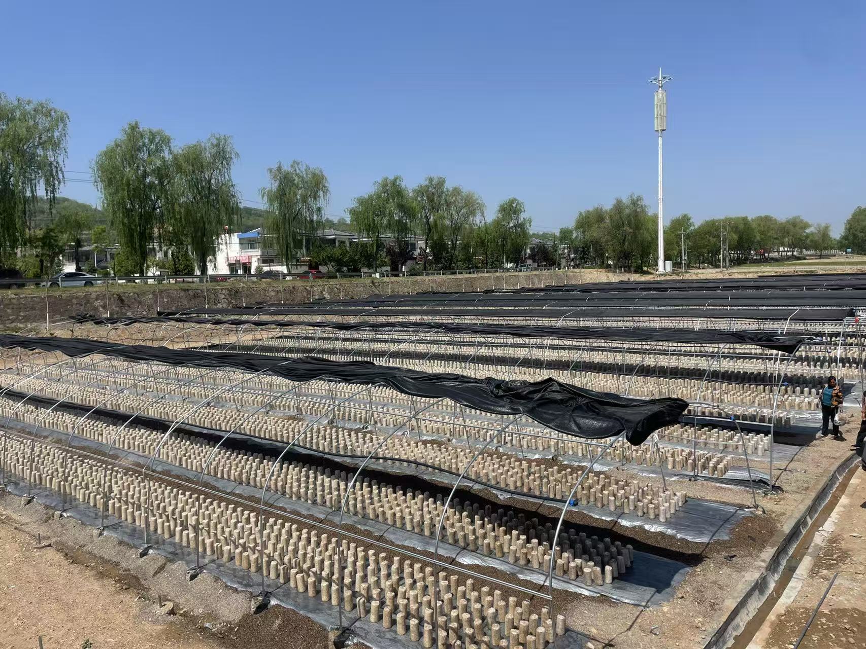 天水清水：白沙鎮“五項舉措” 打造食用菌産業龍頭鄉鎮_fororder_木耳産業園
