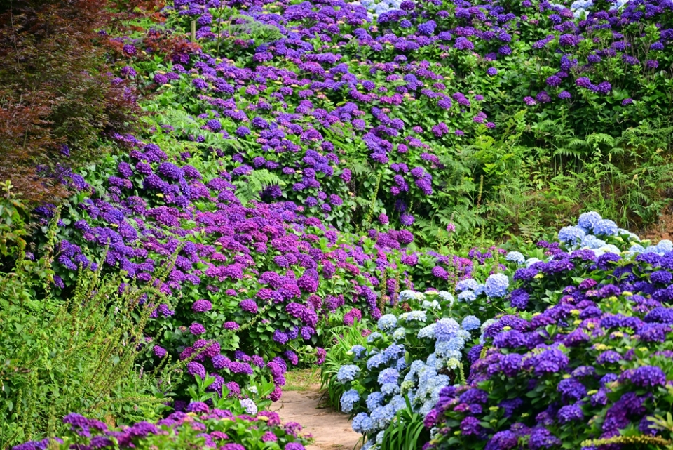 A Summer Love Letter: Hydrangeas in Full Bloom in Baiyun District, Guiyang_fororder_圖片2