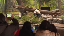 現場視頻丨旅日大熊貓“曉曉”和“蕾蕾”啟程回國