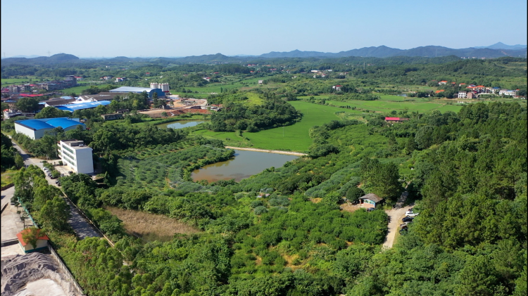 湖南衡陽縣水蜜桃新品種上市 夏日採摘引客來_fororder_圖片1