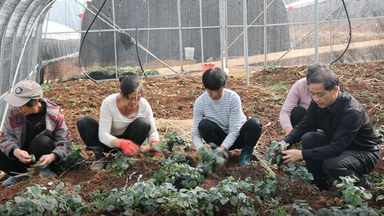 湖南新寧盤活山林“綠色家底” 做優富民“增收産量”_fororder_1