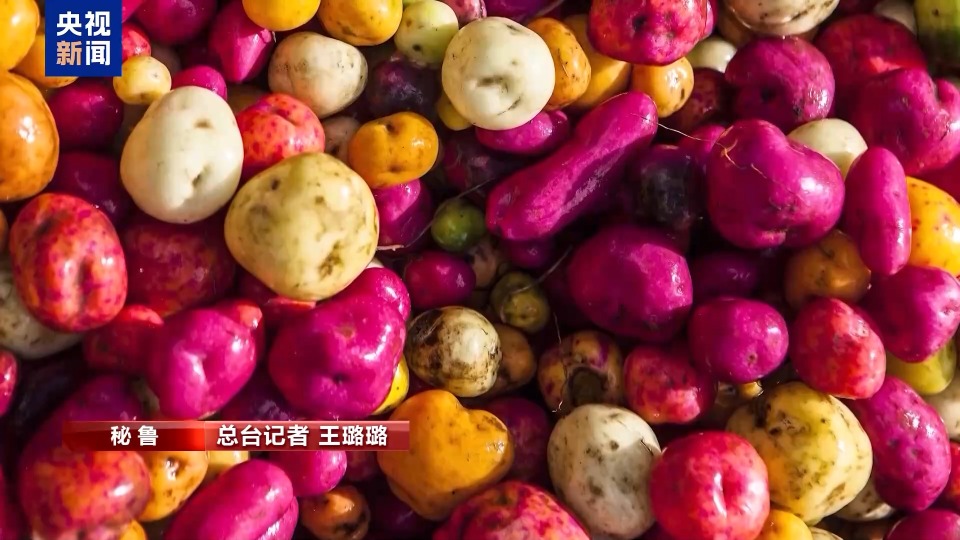 總臺記者探訪丨從冰激淩到十年不壞的神奇乾糧 走近秘魯的馬鈴薯世界