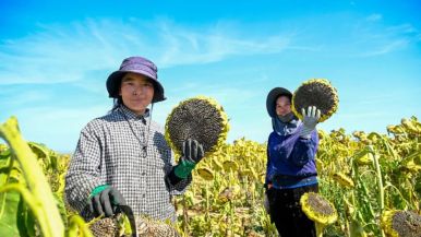 蘭州新區：萬畝葵花風景變“豐”景  繪就“金色産業”新畫卷