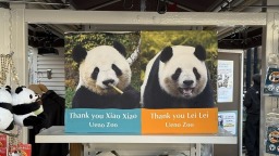 大熊貓“曉曉”和“蕾蕾”將於27日從日本啟程回國_fororder_58fdb4657763439c909c9b30823ec2f0