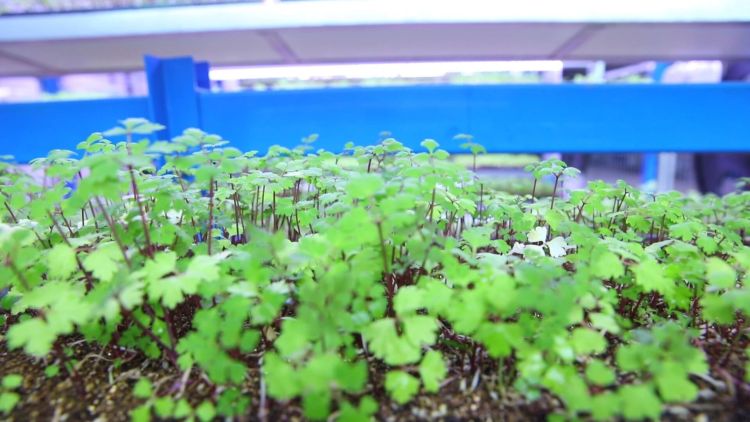 定西:岷縣當歸種子種苗的“芯”願_fororder_微信圖片_2025-10-14_152541_909