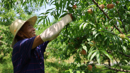 湖南衡山縣紅脆桃上市 電商助力拓銷路