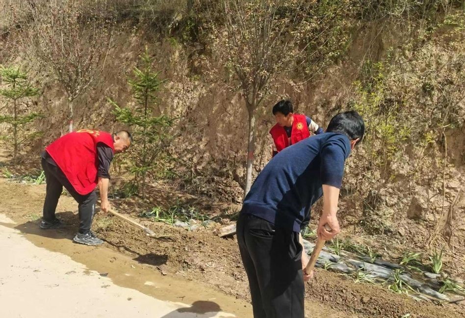 天水秦安千戶鎮：打造花卉長廊 提升鄉村“顏值”_fororder_微信圖片_20250522104534