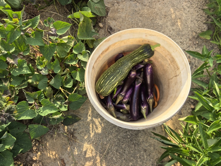 湖南長沙233路“菜農專線”護航新鮮生意
