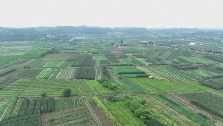 湖南衡陽縣時令果蔬爭“鮮”上市 農旅融合助力鄉村振興_fororder_圖片14