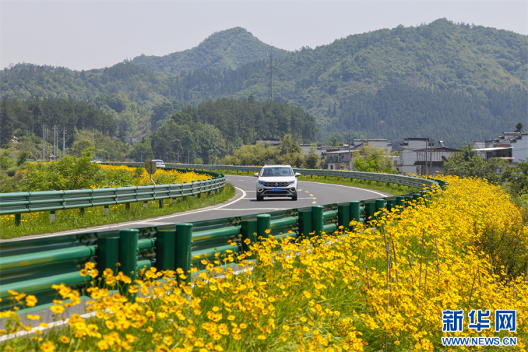 安徽休寧：一路芬芳一路景