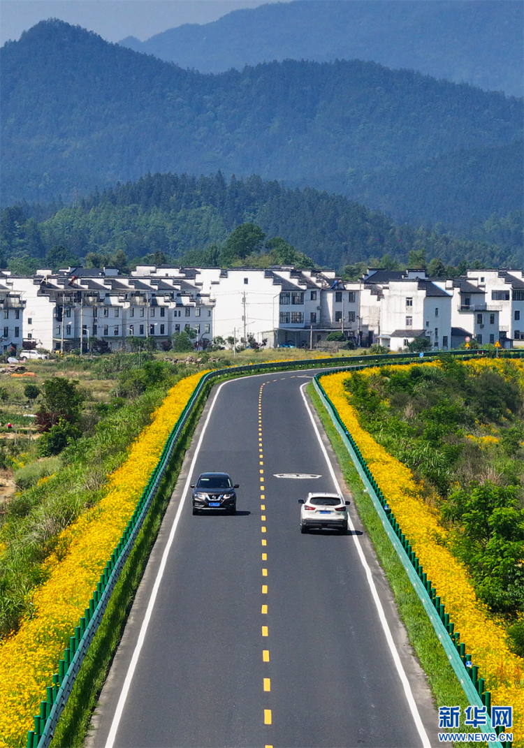 安徽休寧：一路芬芳一路景