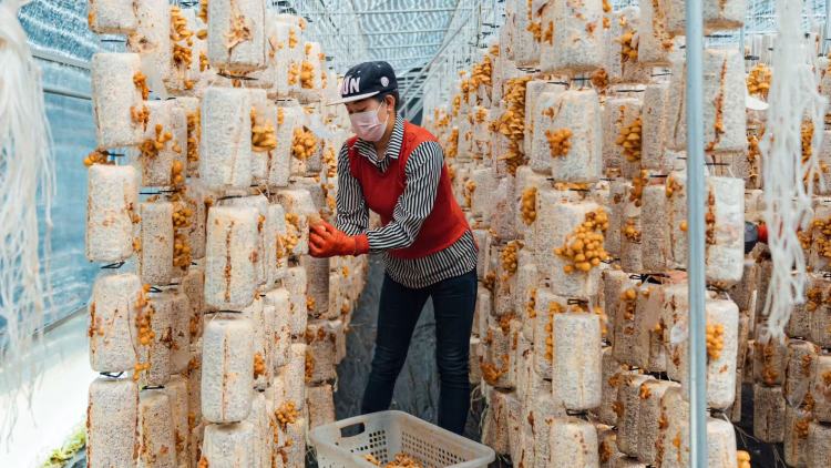 武山縣董莊村：文明賦能鄉村 繪就振興新畫卷