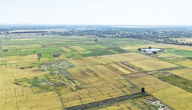 通遼:科技“噸糧田”革命_fororder_4292277_wangxia_1761660976733_s