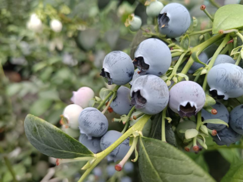 [Hi,Shandong]블루베리에서 산업사슬 전반으로 농촌진흥 이끌어_fororder_圖片 2