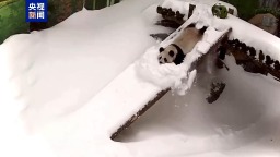 視頻丨在雪滑梯上快樂“滑鏟” 來看大熊貓“喀秋莎”玩雪
