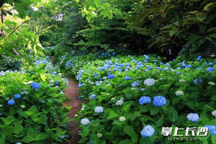 組圖｜滿園繡球花 等你來打卡_fororder_5
