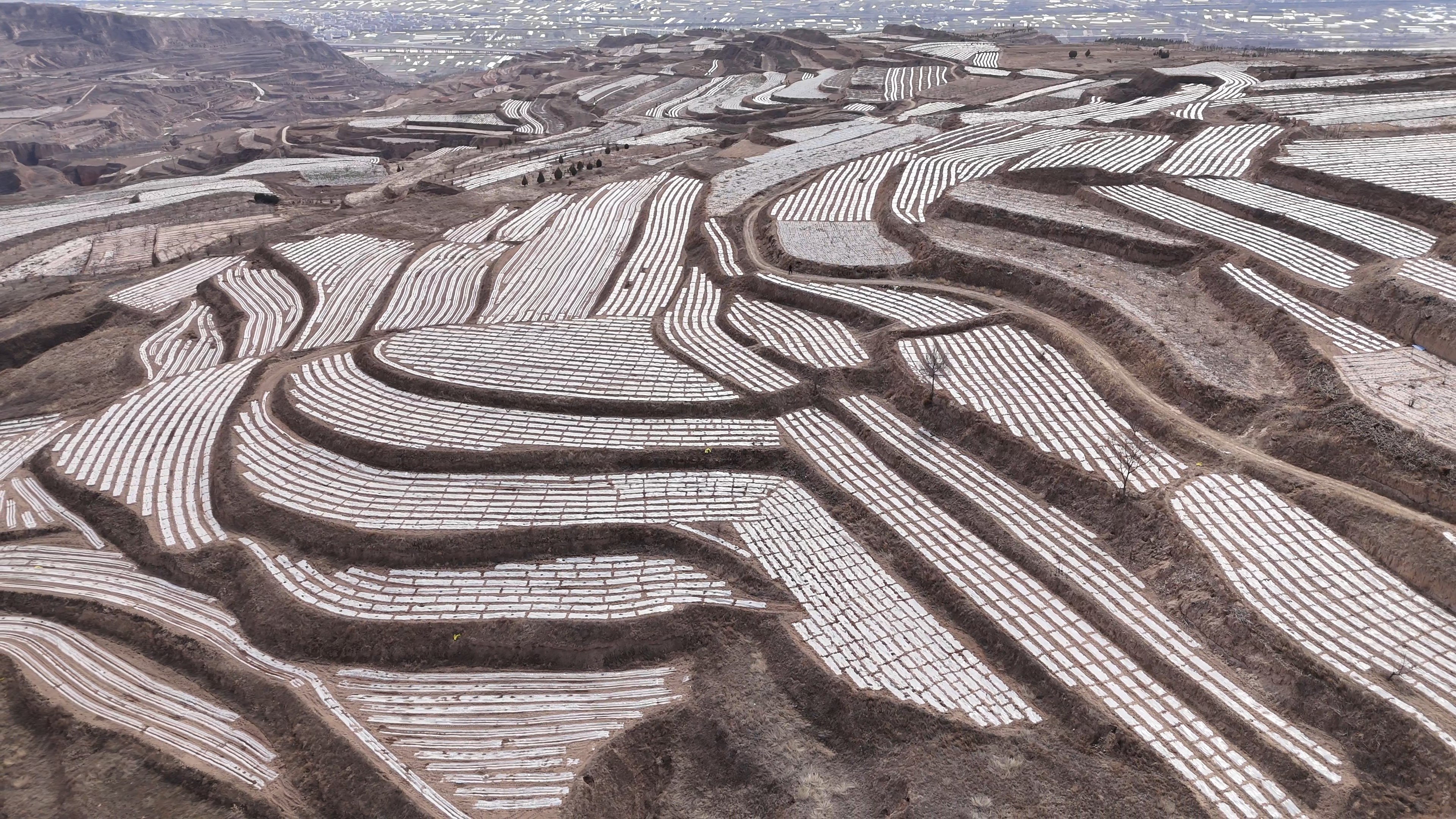 【原創】天水市甘谷縣：撂荒地變身"金土地"  春耕覆膜喚醒新活力_fororder_2