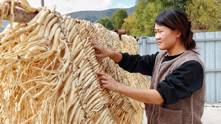 “千年藥鄉”岷縣：從田間採挖到車間生産，中藥材産業年産值超110億_fororder_微信圖片_2025-10-22_145003_852