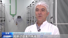 視頻丨巴西科學家“以蚊治蚊”應對登革熱疫情