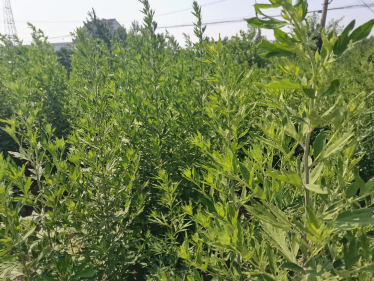 蚌埠市五河縣東劉集鎮：艾草飄香致富路 鄉村振興譜新篇_fororder_艾草飄香致富路1
