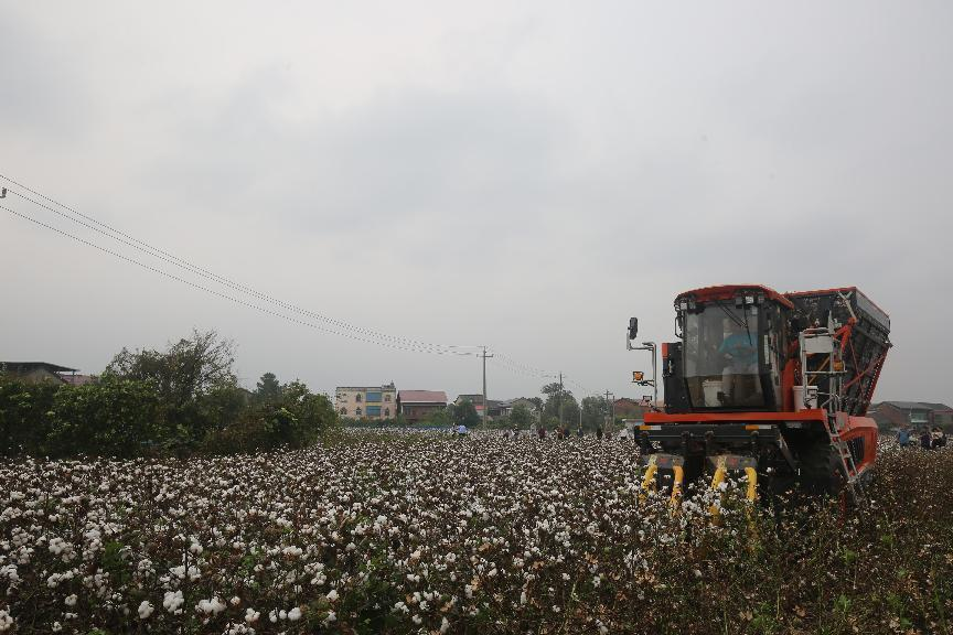 湖南衡陽盆地棉區機收機採及栽培技術交流會在衡陽縣召開_fororder_6
