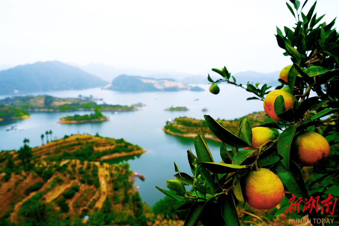 品亞運柑橘,賞千島湖景!10月26日一起到安化寶塔山組個“橘”_fororder_2