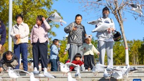 秋日烏海 人鷗同樂