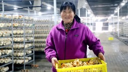 天水市清水縣：食用菌産業“多點開花”鄉村振興“菇”舞人心