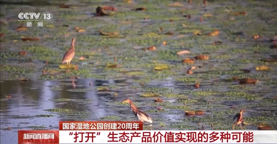 國家濕地公園創建20週年 “打開”生態産品價值實現的多種可能