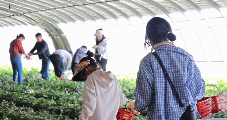 蘭州新區：農文旅融合 奏響五一“歡樂頌”_fororder_市民們體驗採摘的樂趣