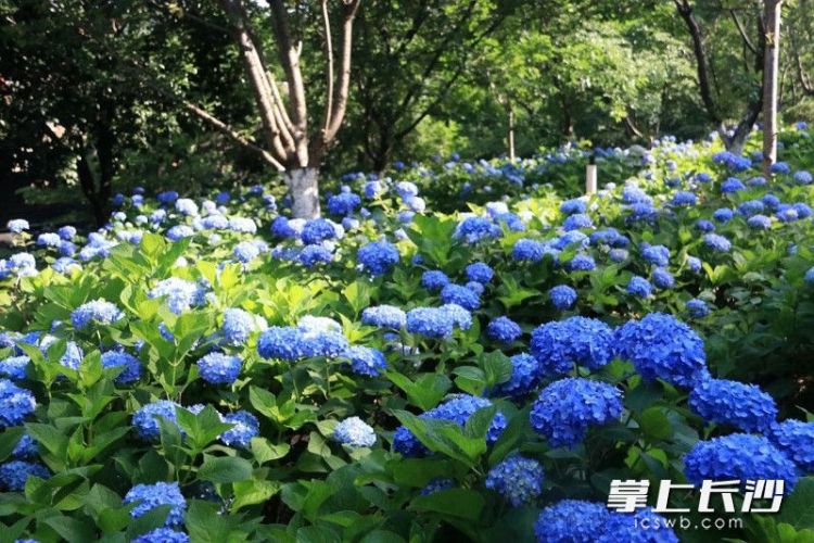 組圖｜滿園繡球花 等你來打卡_fororder_1